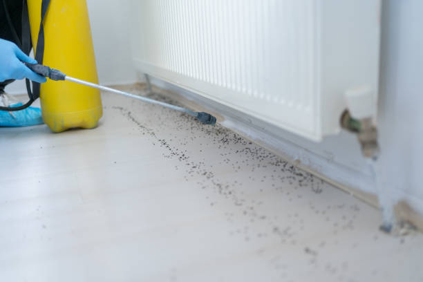Best Wasp Removal Services  in Lake Lifornia, CA
